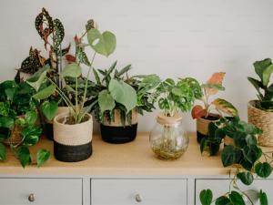 Variety of vibrant plants displayed on a windowsill, including succulents, herbs, and flowering plants, showcasing their lush greenery and the natural light enhancing their growth.