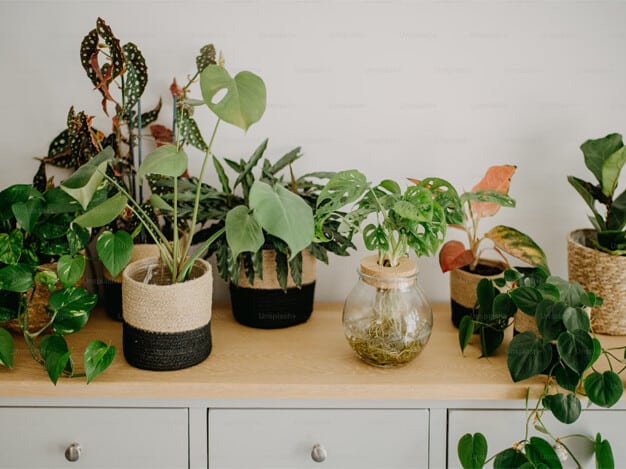 Variety of vibrant plants displayed on a windowsill, including succulents, herbs, and flowering plants, showcasing their lush greenery and the natural light enhancing their growth.