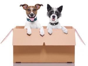 Tips on moving when you have pets