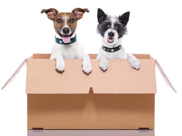 Tips on moving when you have pets